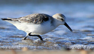 Bécasseau sanderling