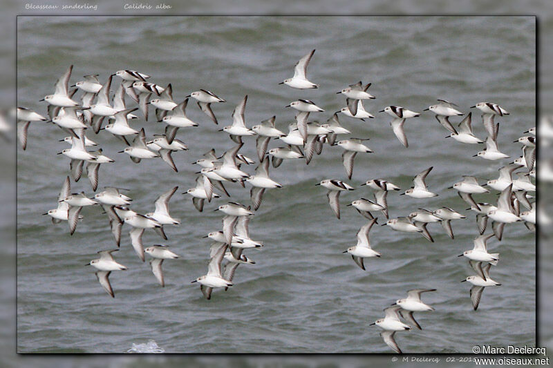 Bécasseau sanderling, Vol