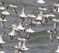 Sanderling