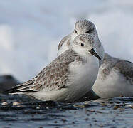 Bécasseau sanderling