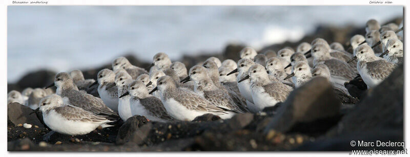 Bécasseau sanderling, identification, Comportement