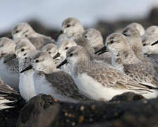 Bécasseau sanderling