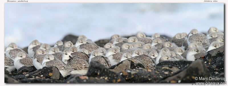 Sanderling, identification, Behaviour