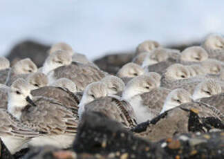 Bécasseau sanderling