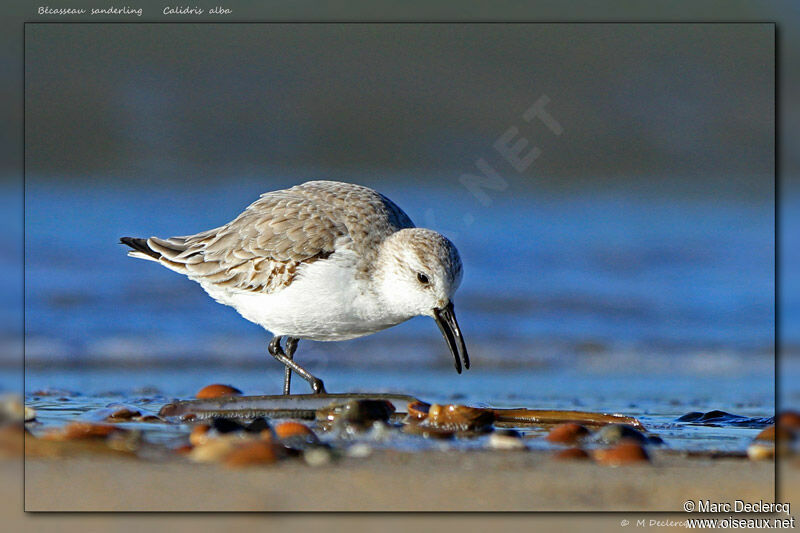 Bécasseau sanderling