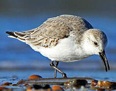 Bécasseau sanderling