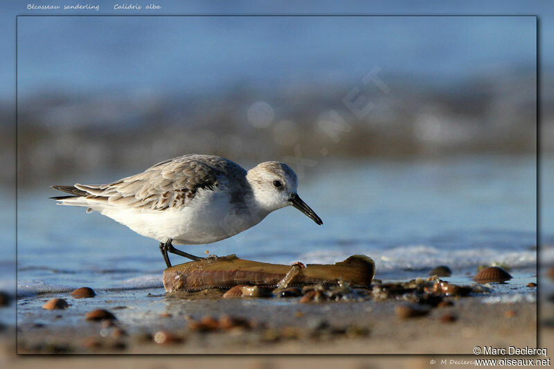 Sanderling, identification