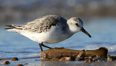 Bécasseau sanderling