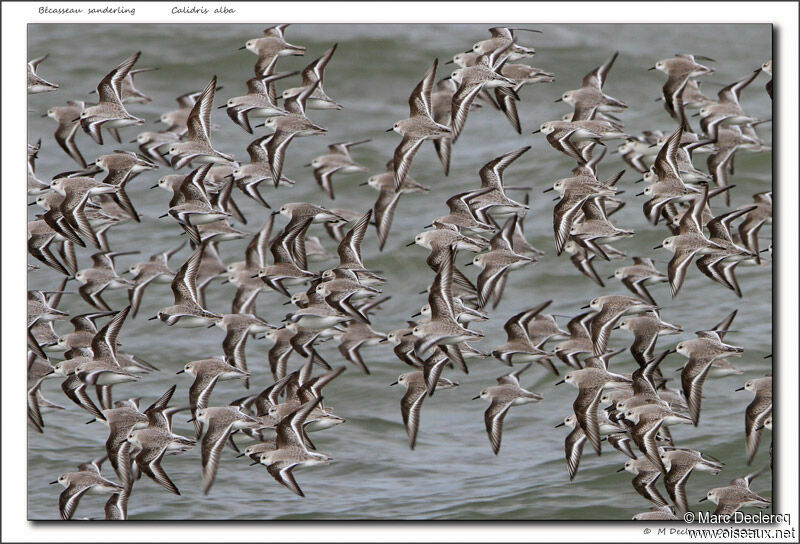 Bécasseau sanderling