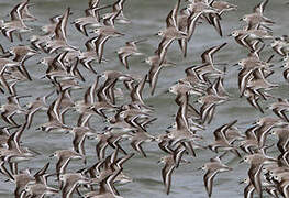 Bécasseau sanderling