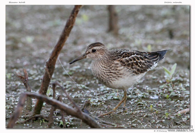 Pectoral Sandpiper, identification