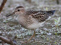 Pectoral Sandpiper