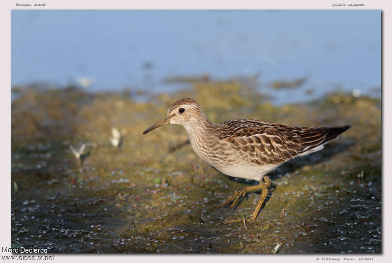 Bécasseau tacheté1ère année, identification