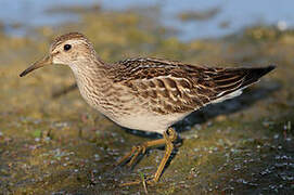 Pectoral Sandpiper