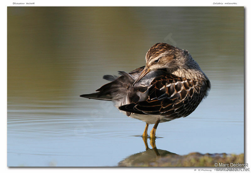 Pectoral Sandpiper, Behaviour