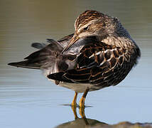 Pectoral Sandpiper