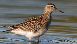 Pectoral Sandpiper