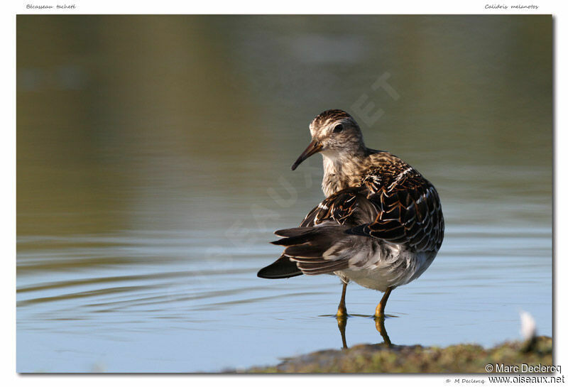 Bécasseau tacheté, identification