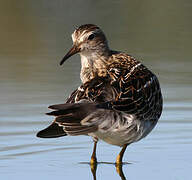 Pectoral Sandpiper