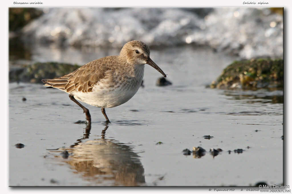 Bécasseau variable