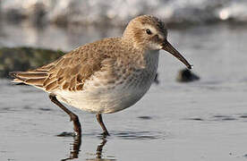 Dunlin