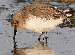 Dunlin