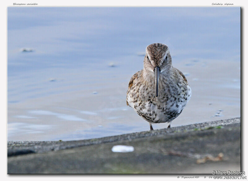 Bécasseau variable