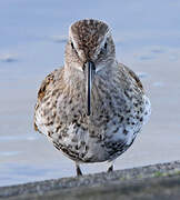 Dunlin