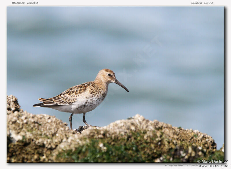 Dunlin