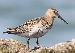 Dunlin