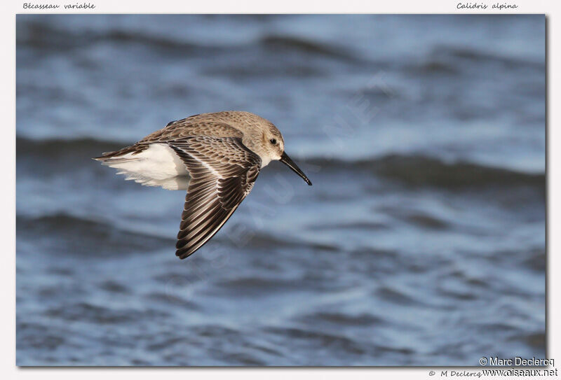 Dunlin, Flight