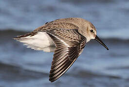 Dunlin