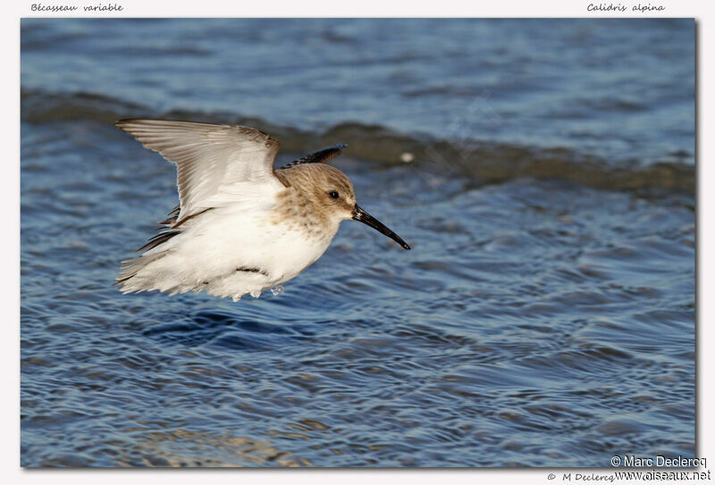 Bécasseau variable, Vol