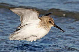 Dunlin