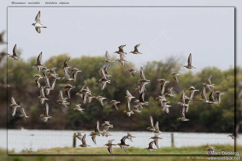 Dunlin