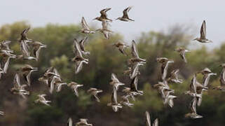 Dunlin