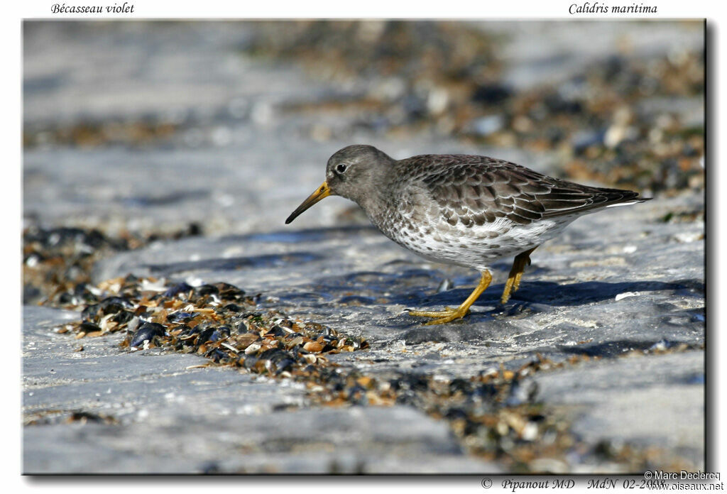 Purple Sandpiper