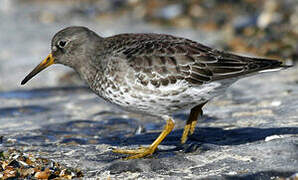 Purple Sandpiper