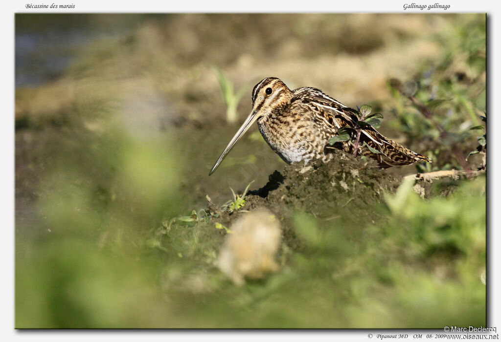 Common Snipeadult, identification