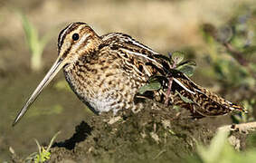 Common Snipe