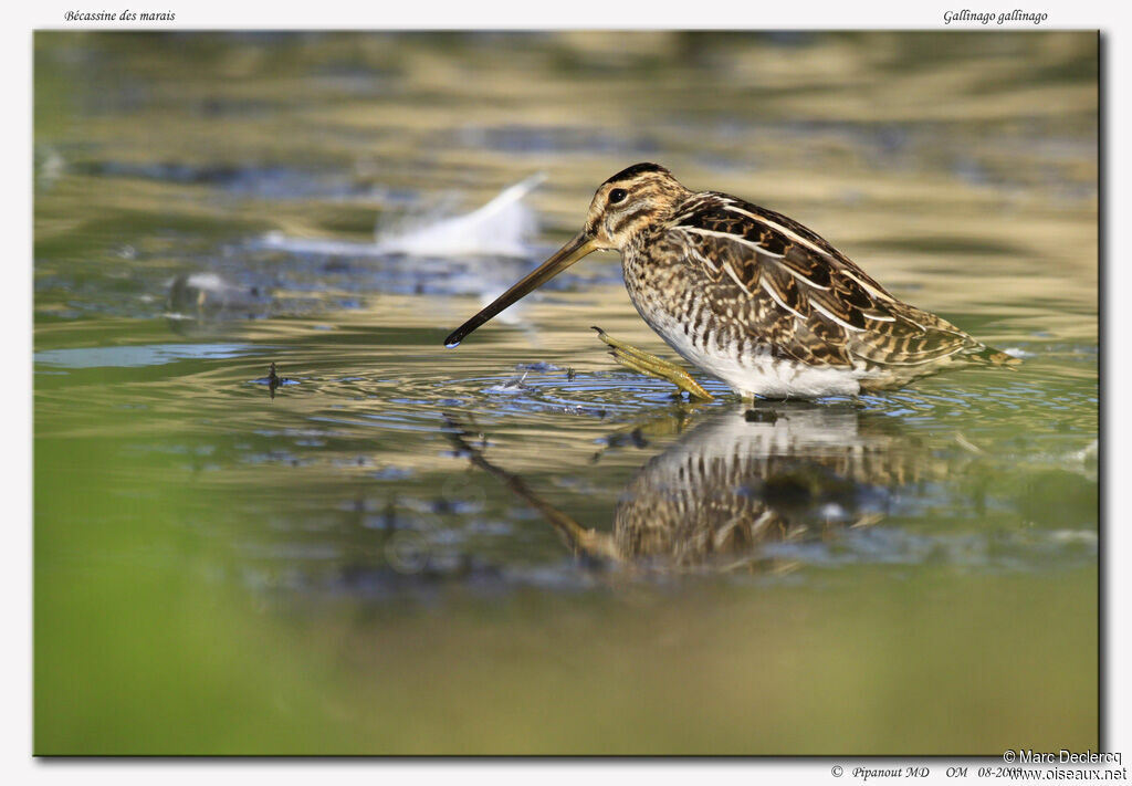 Common Snipeadult, identification