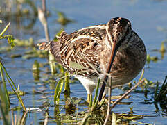 Common Snipe