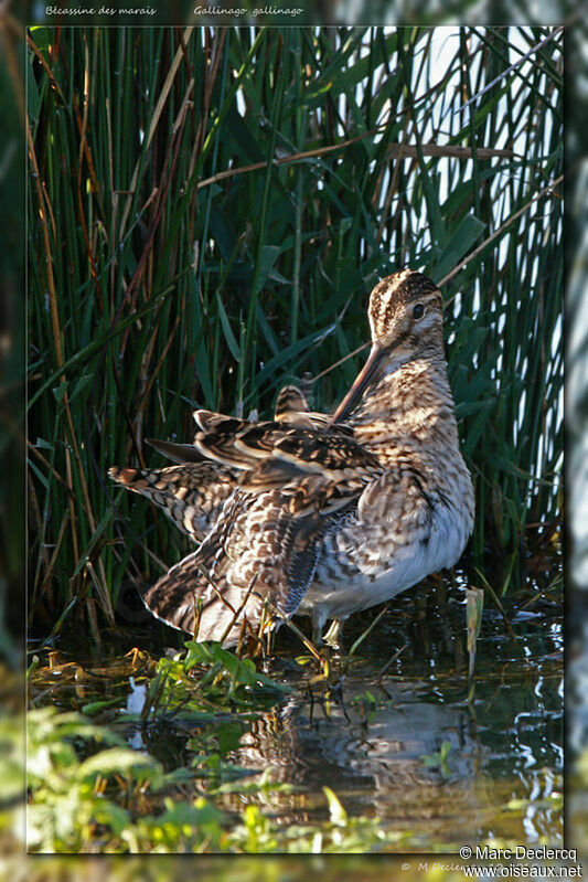 Common Snipe, identification