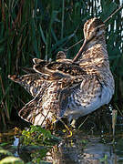 Common Snipe