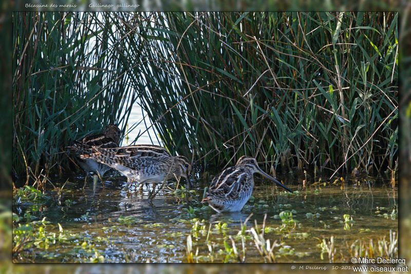 Common Snipe, identification