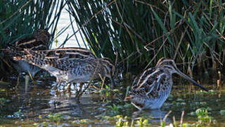 Common Snipe