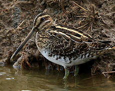 Common Snipe