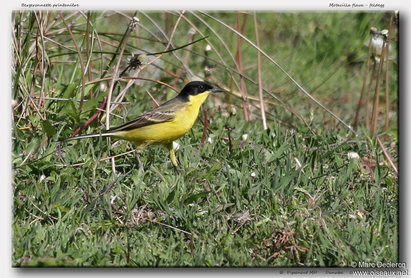 Western Yellow Wagtail (feldegg), identification