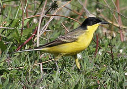 Western Yellow Wagtail (feldegg)