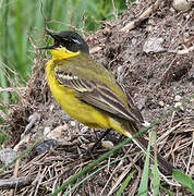 Western Yellow Wagtail (feldegg)